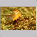 Halyzia sedecimguttata - Sechzehnfleckige Marienkaefer 05.jpg